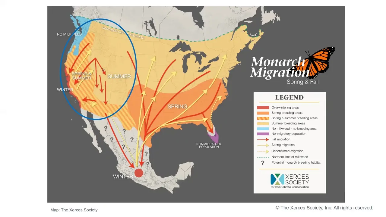 Eastern Monarch Butterfly Population Nearly Doubles!