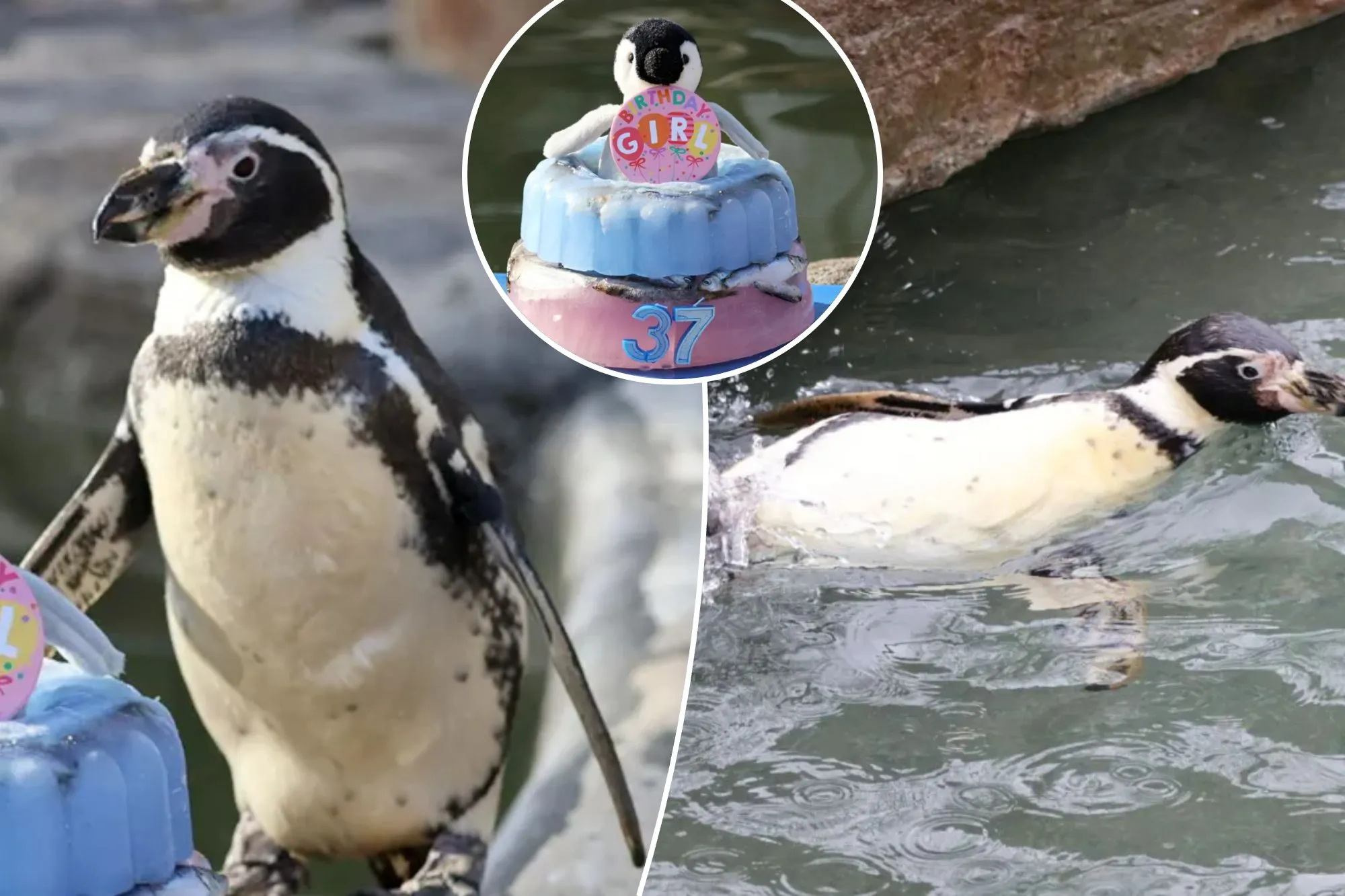 Spneb, the oldest known Humboldt penguin, celebrated her 37th birthday at Paradise Park Wildlife Sanctuary.