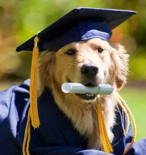 Graduating with Greta: Ecuador Student Celebrates Success with Emotional Support Dog
