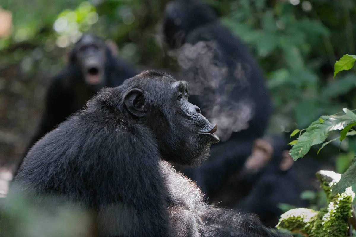 Chimpanzees Drumming with Rhythm: A Breakthrough Study