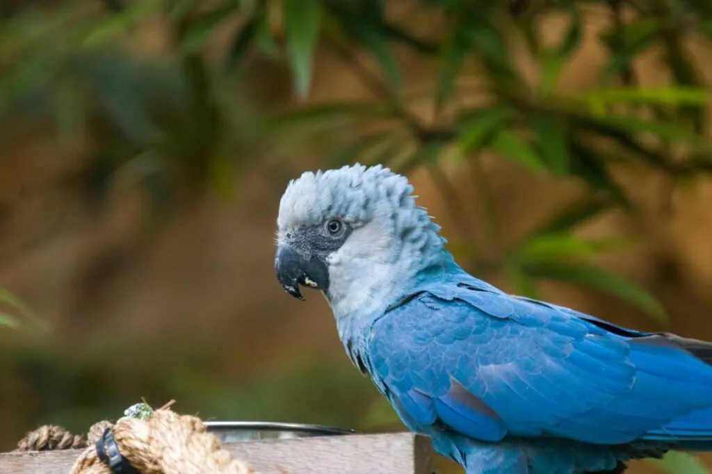 Spix’s Macaw Returns to the Wild: A Historic Step in Wildlife Conservation