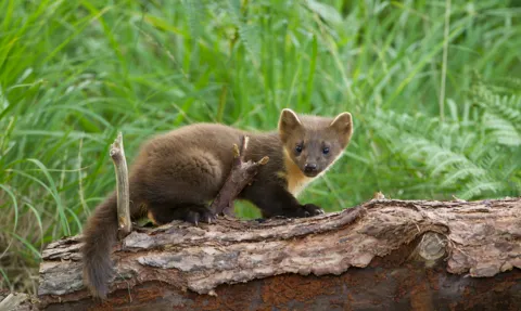Wildlife Comeback: Beavers, Pine Martens, and Voles Making a Speedy Return
