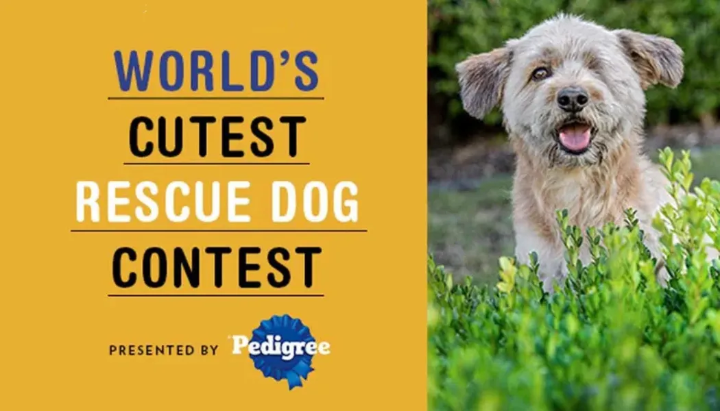 World’s Cutest Rescue Dog Contest 2025 – Finalists, Voting &amp; Heartwarming Stories