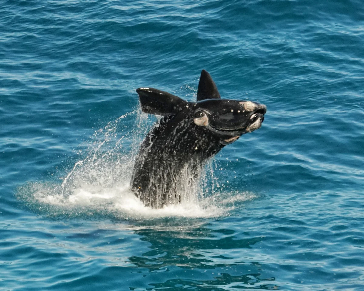 Bumper Calving Season Brings Hope for South Australia’s Southern Right Whales