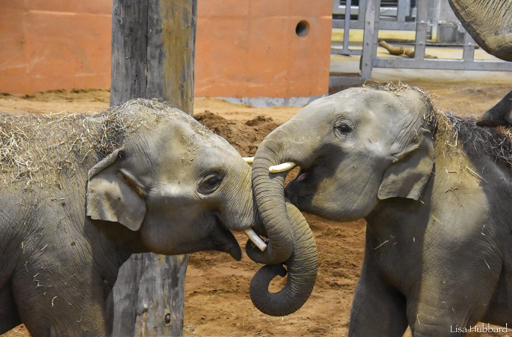 Historic Elephant Vaccine: Protecting Asian Elephants from Deadly Disease