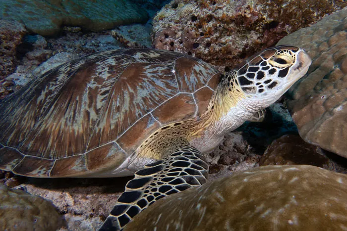 Sea Turtle Comeback: How Conservation Efforts Are Saving Endangered Marine Species