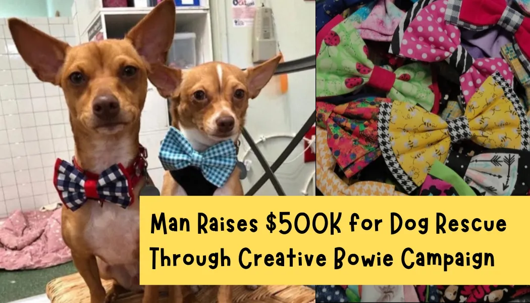 Man Raises $500K for Dog Rescue Through Creative Bowtie Campaign