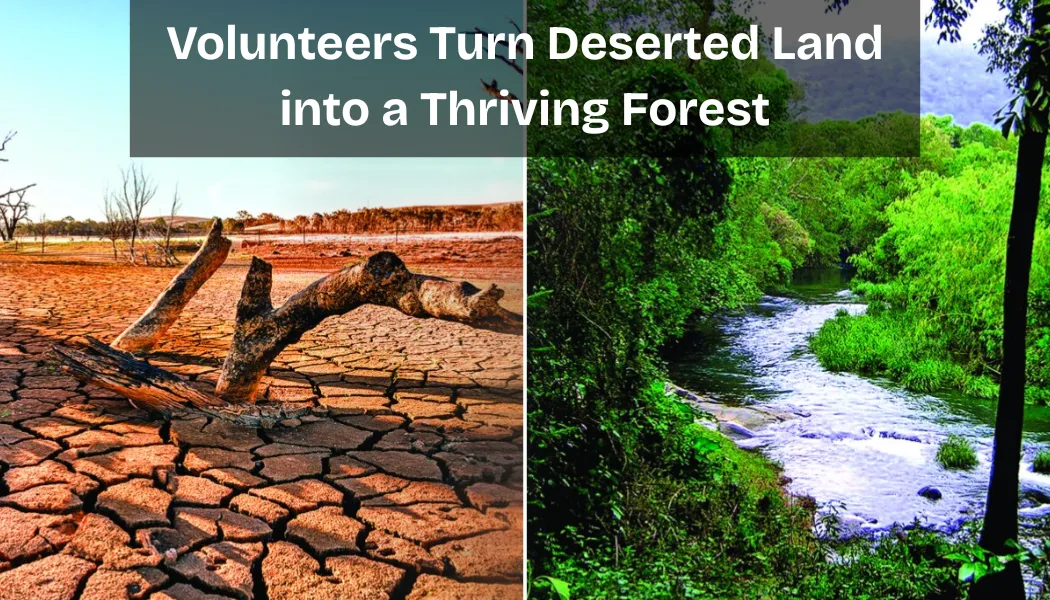 Volunteers Turn Deserted Land into a Thriving Forest: A Story of Hope and Regeneration