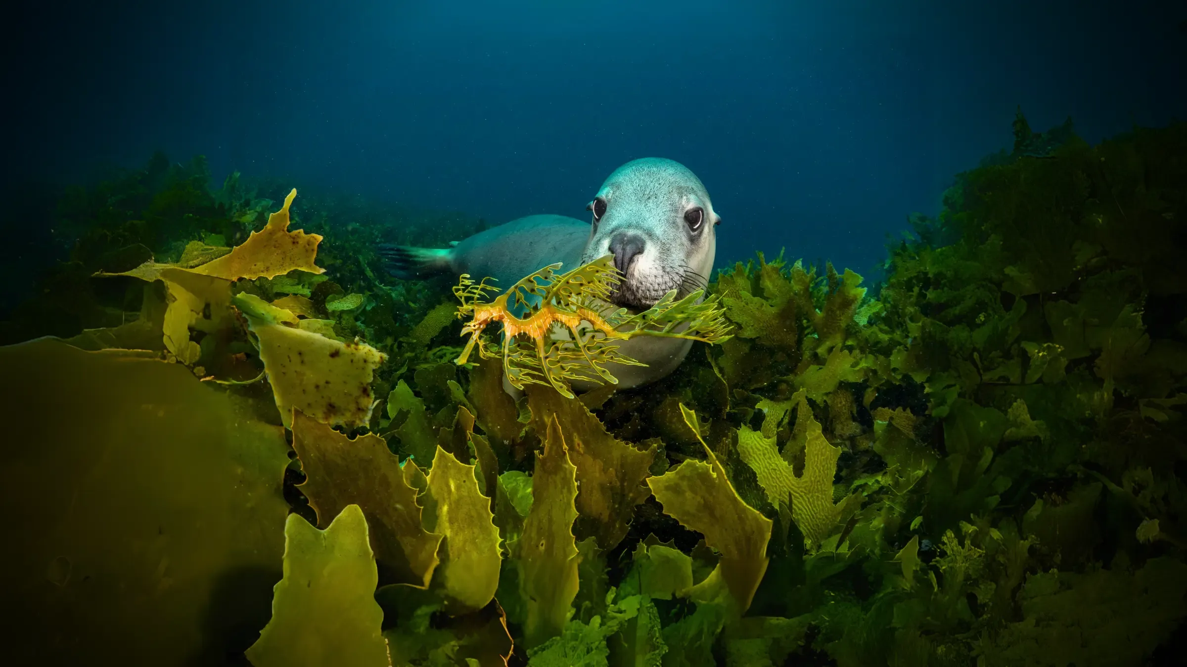 Save Our Marine Life