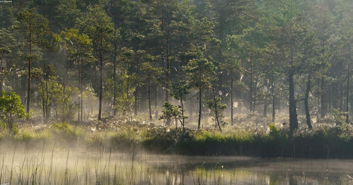 Inner Peace and Calm: The Ultimate Guide | Positivity®